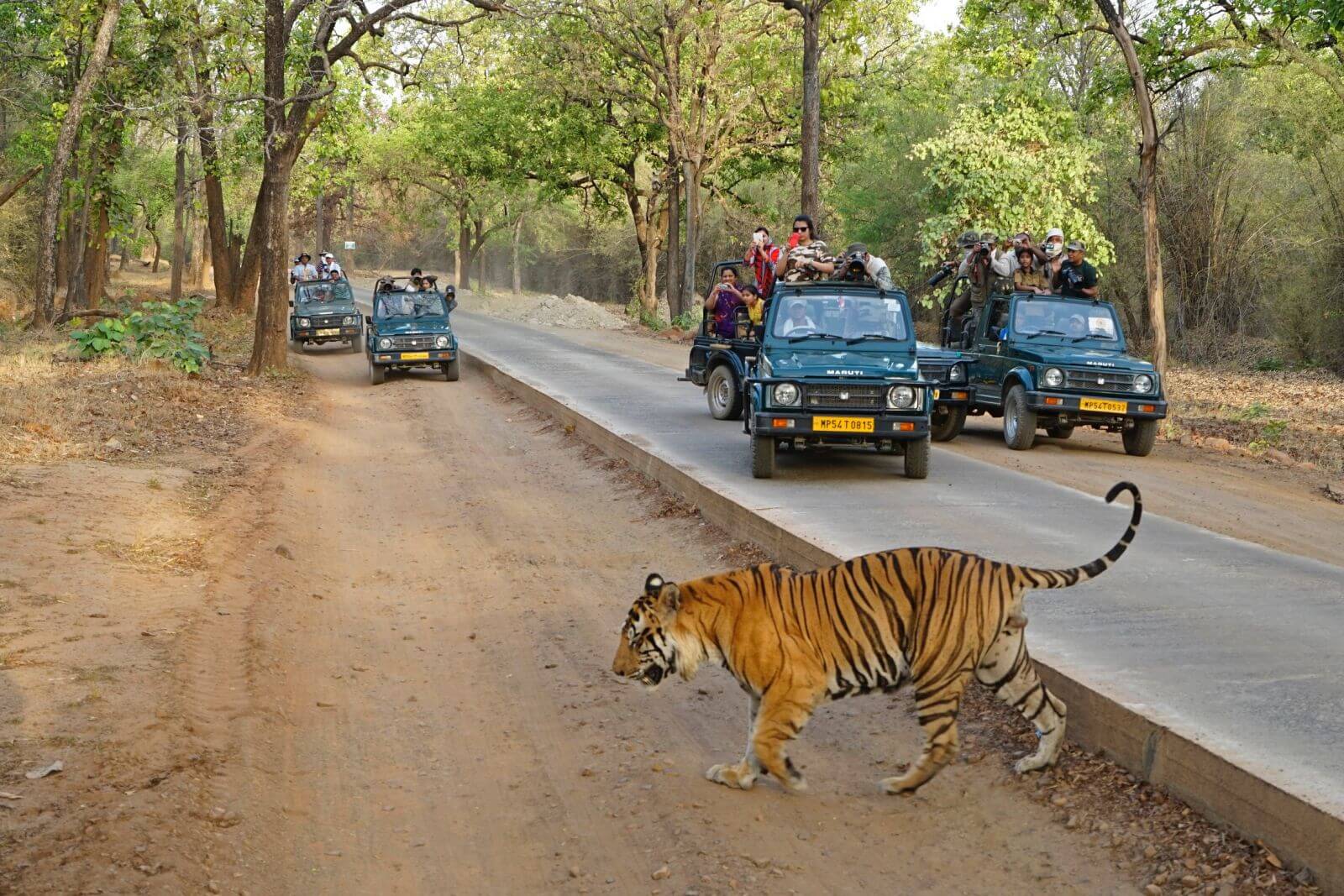 Bandhavgarh National Park Tour Package