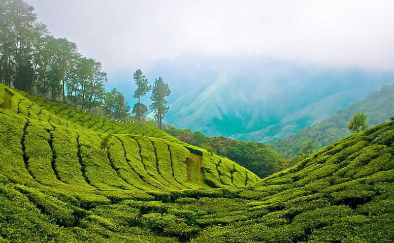 Munnar Witnesses Heavy Tourist Inflow 