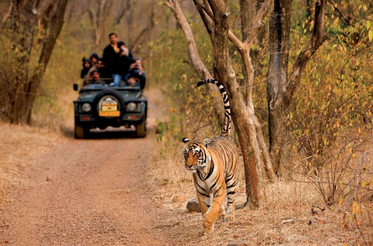 Ranthambore Tour Package