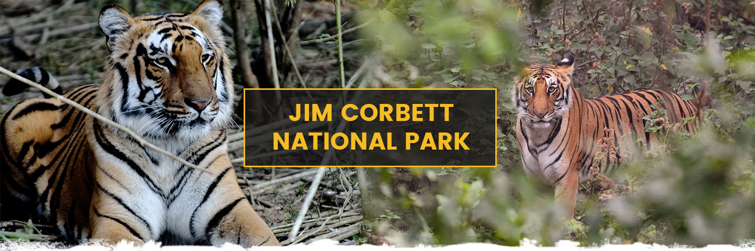 Jim Corbett Tour Package